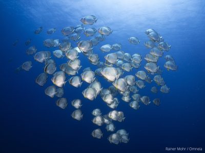 Fledermausfische
