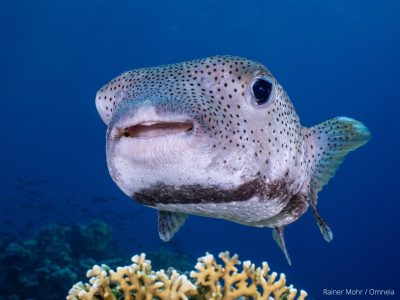 Igelfisch