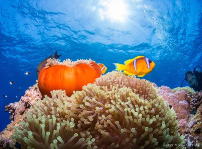 Anemonenfisch