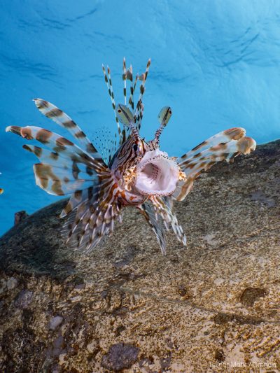 Rotfeuerfisch