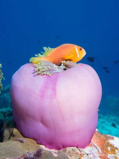 Anemone