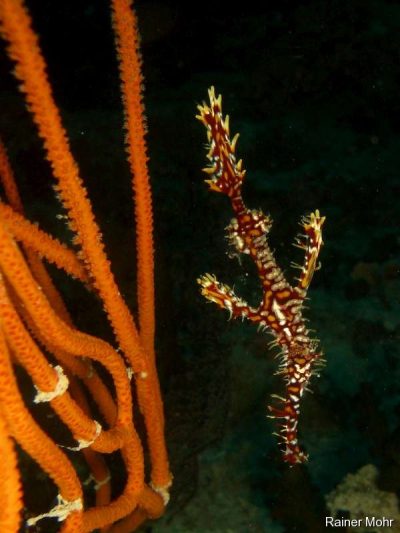 Harlekin geisterpfeifenfisch